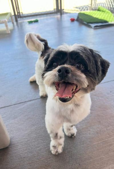 Shane, Adoptable, Adult Male Shih Tzu & Lhasa Apso.