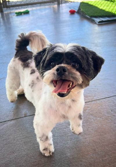 Enlarge Shane, a Adoptable mixed breed in Gardena, CA image 2/4