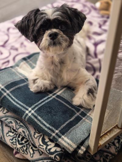 Enlarge Shane, a Adoptable mixed breed in Gardena, CA image 3/4