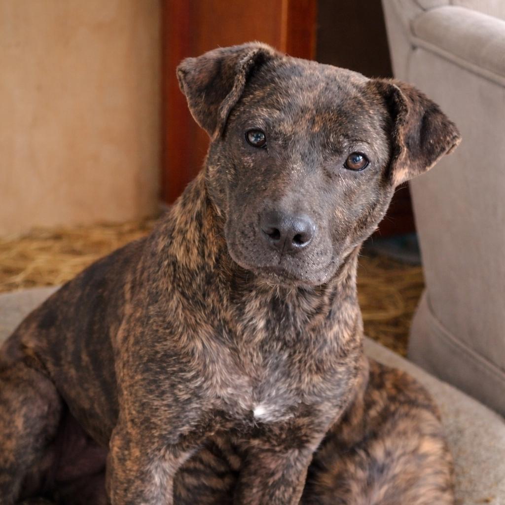 Happy, Adoptable, Young Male Staffordshire Bull Terrier & Boxer.