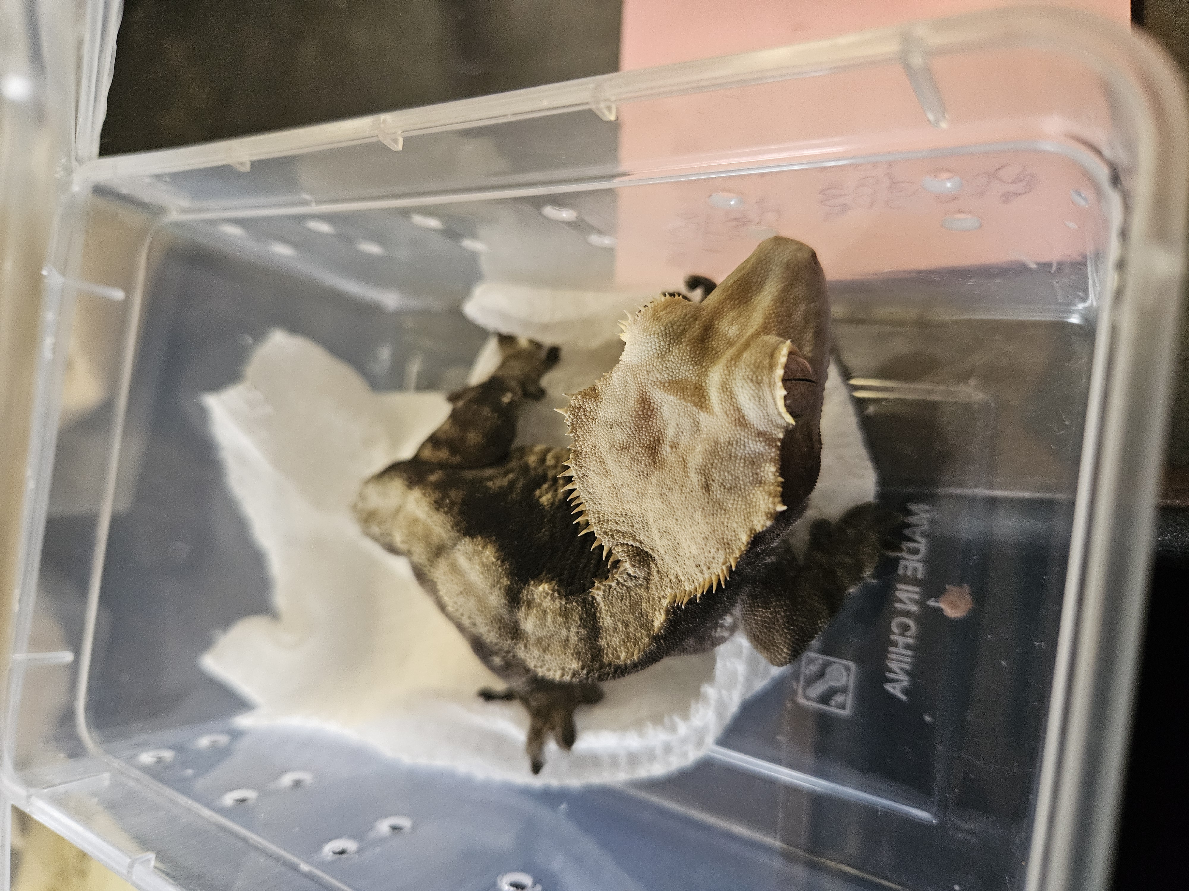 Norbert, Adult Male unknown