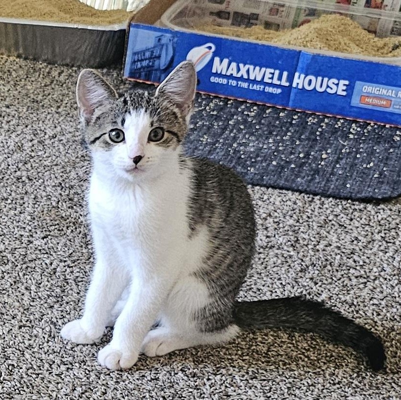 Patches, a Adoptable Domestic Short Hair in Hartville, OH image 2/3