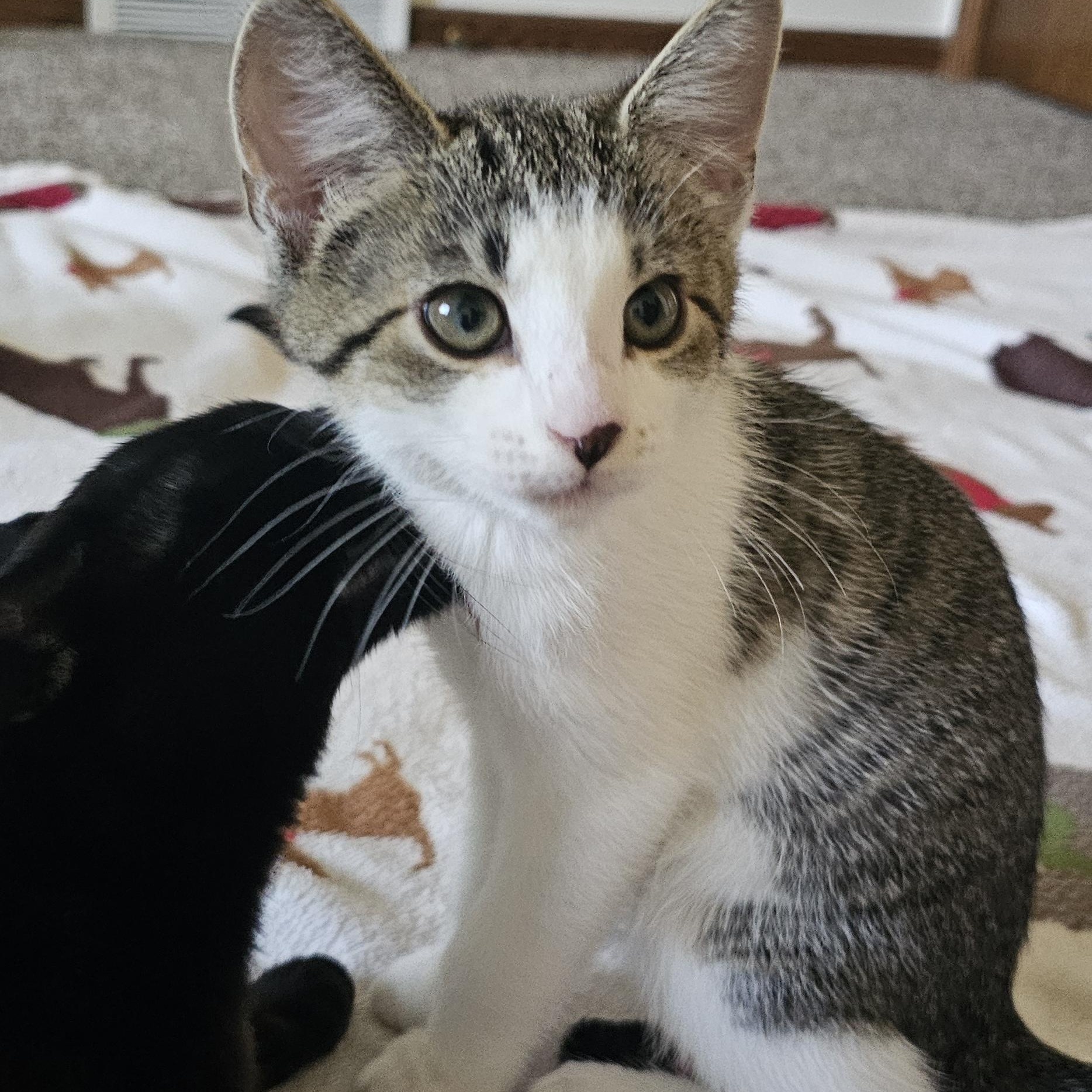 Patches, a Adoptable Domestic Short Hair in Hartville, OH image 1/3