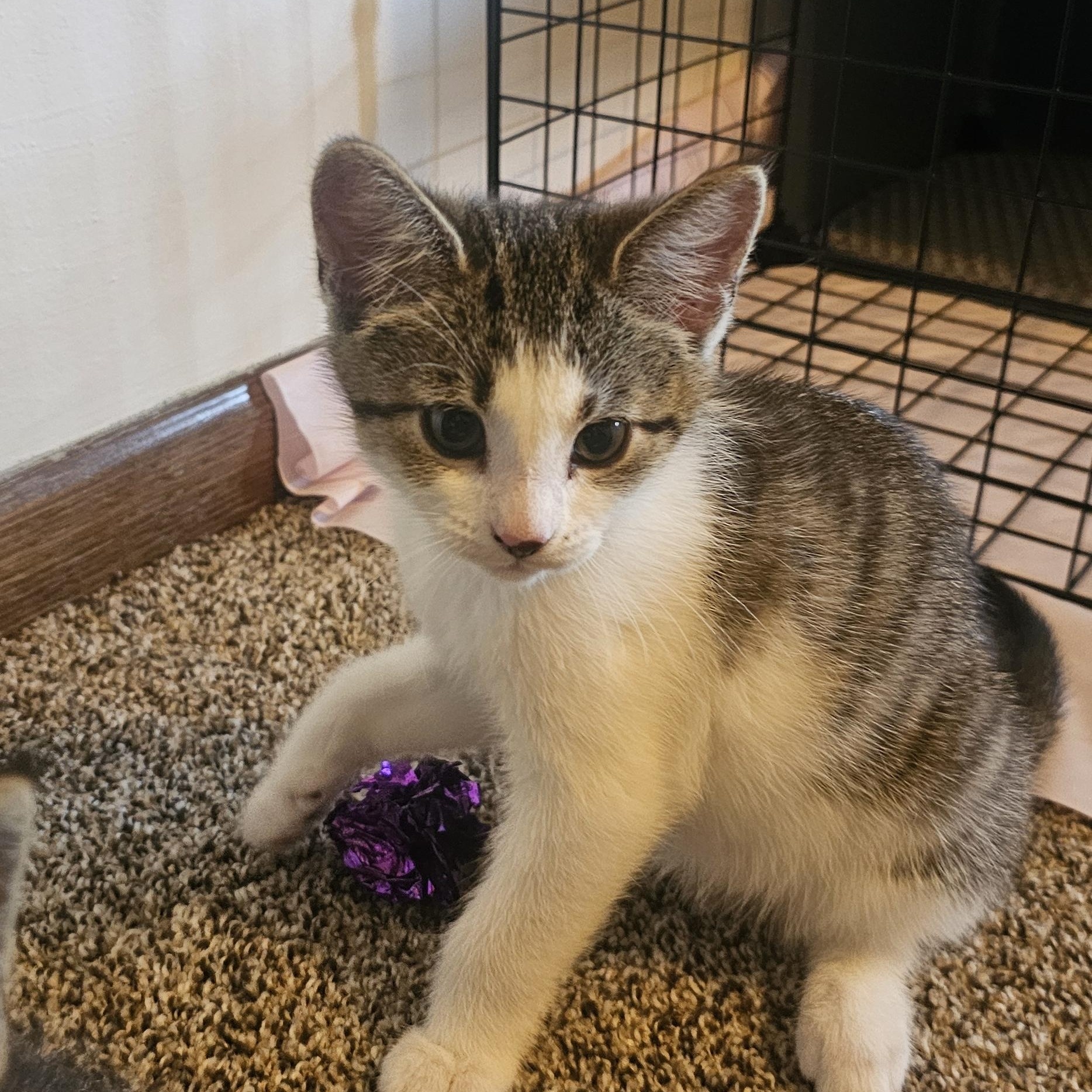 Patches, a Adoptable Domestic Short Hair in Hartville, OH image 3/3