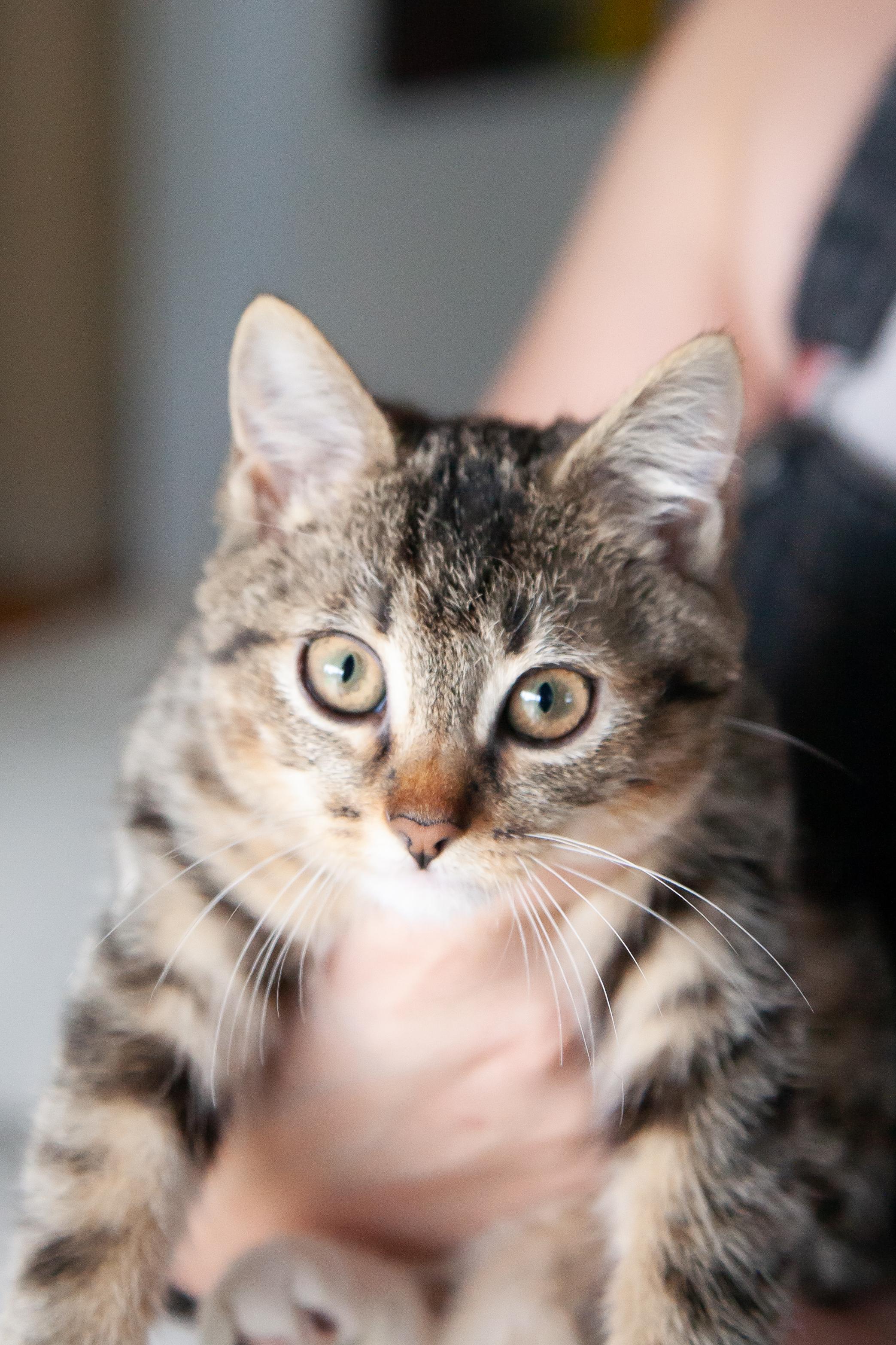 Enlarge Brulee, a ADOPTABLE Domestic Short Hair in Franklin, TN image 2/4