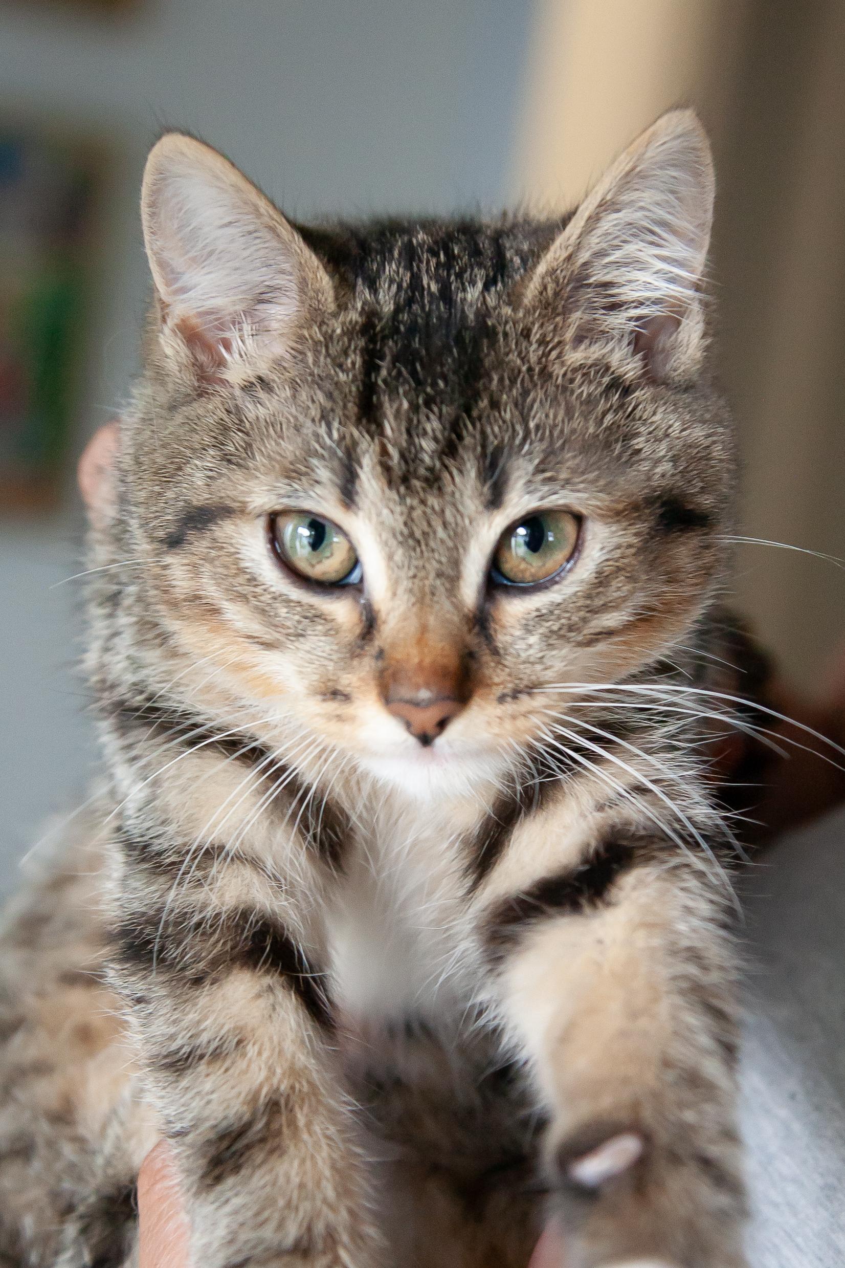 Enlarge Brulee, a ADOPTABLE Domestic Short Hair in Franklin, TN image 3/4