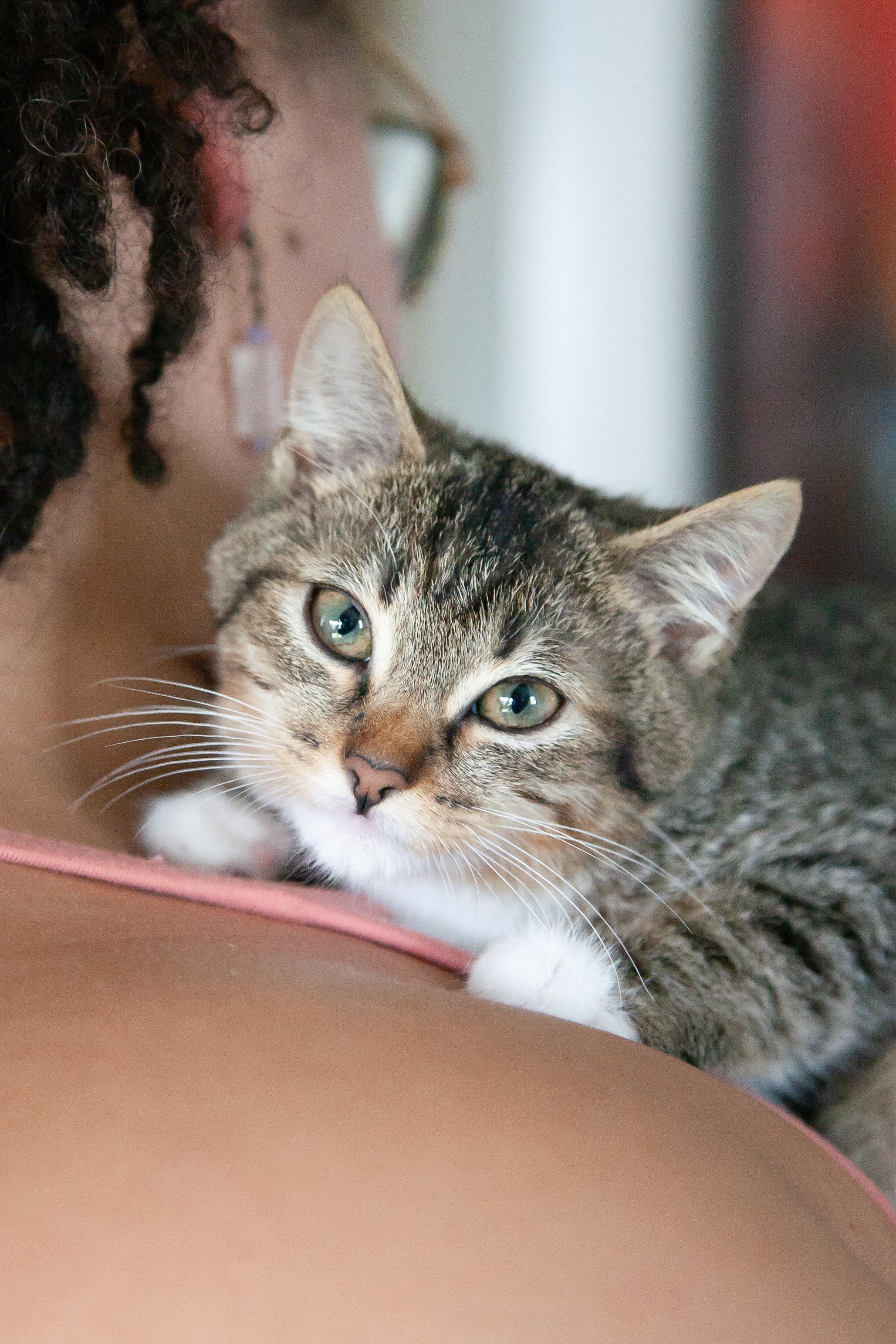 Brulee, ADOPTABLE, Young Female Domestic Short Hair.