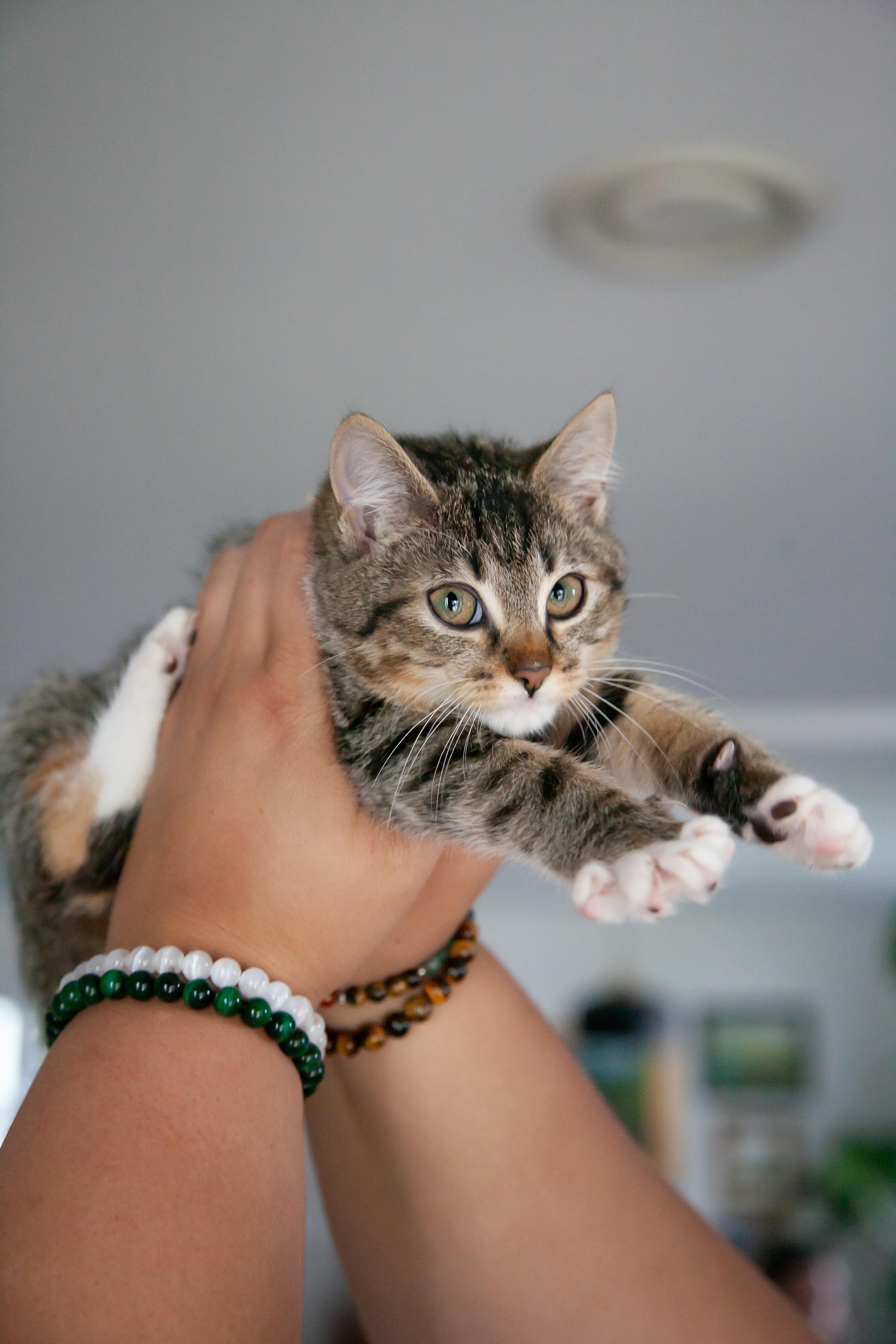 Enlarge Brulee, a ADOPTABLE Domestic Short Hair in Franklin, TN image 4/4