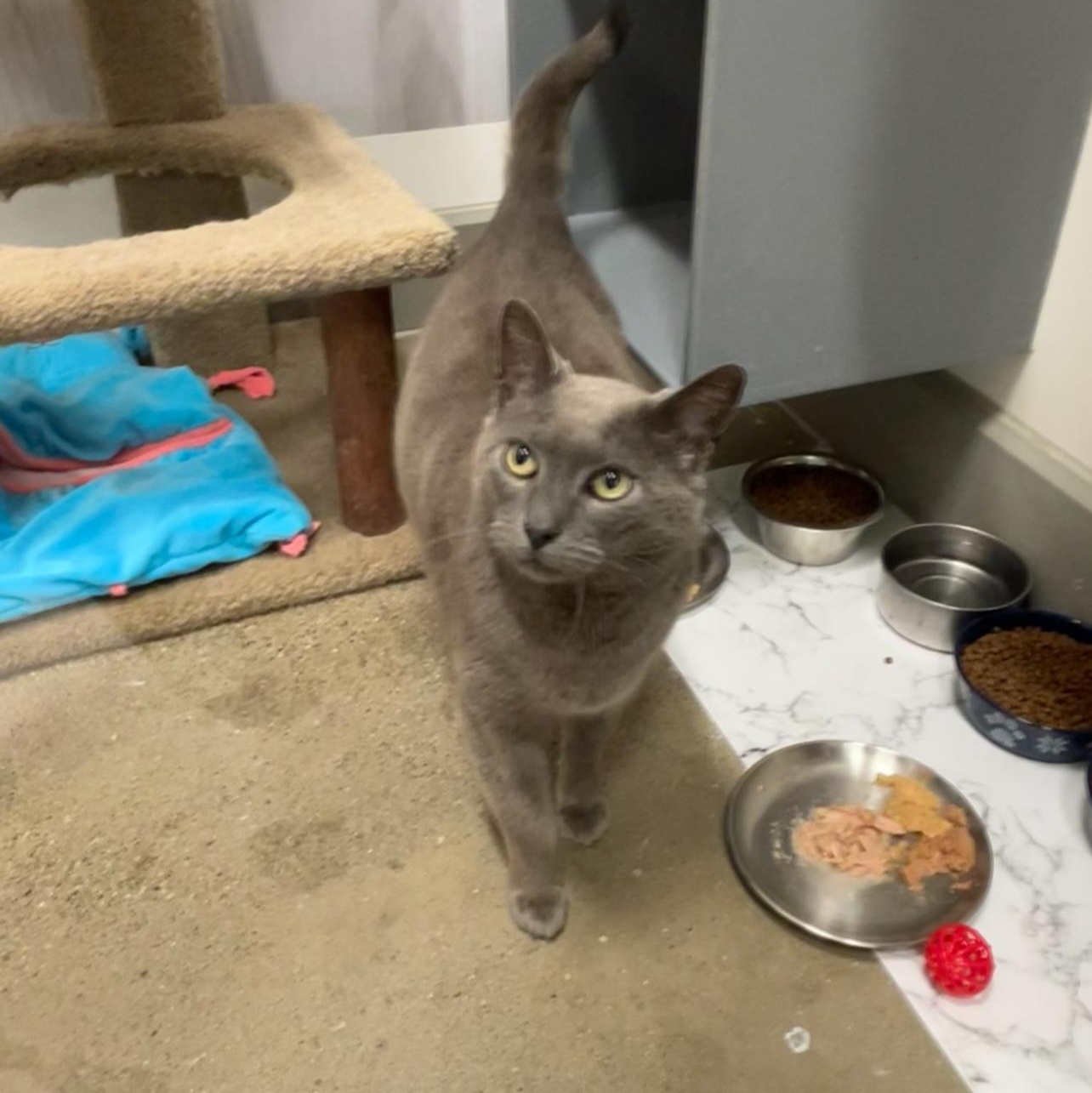 Enlarge Quinn , a ADOPTABLE Domestic Short Hair in Columbus , OH image 3/4