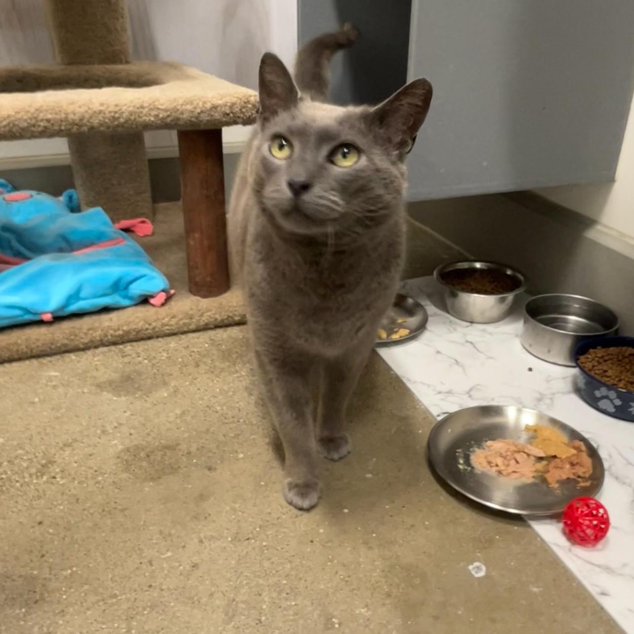 Enlarge Quinn , a ADOPTABLE Domestic Short Hair in Columbus , OH image 4/4