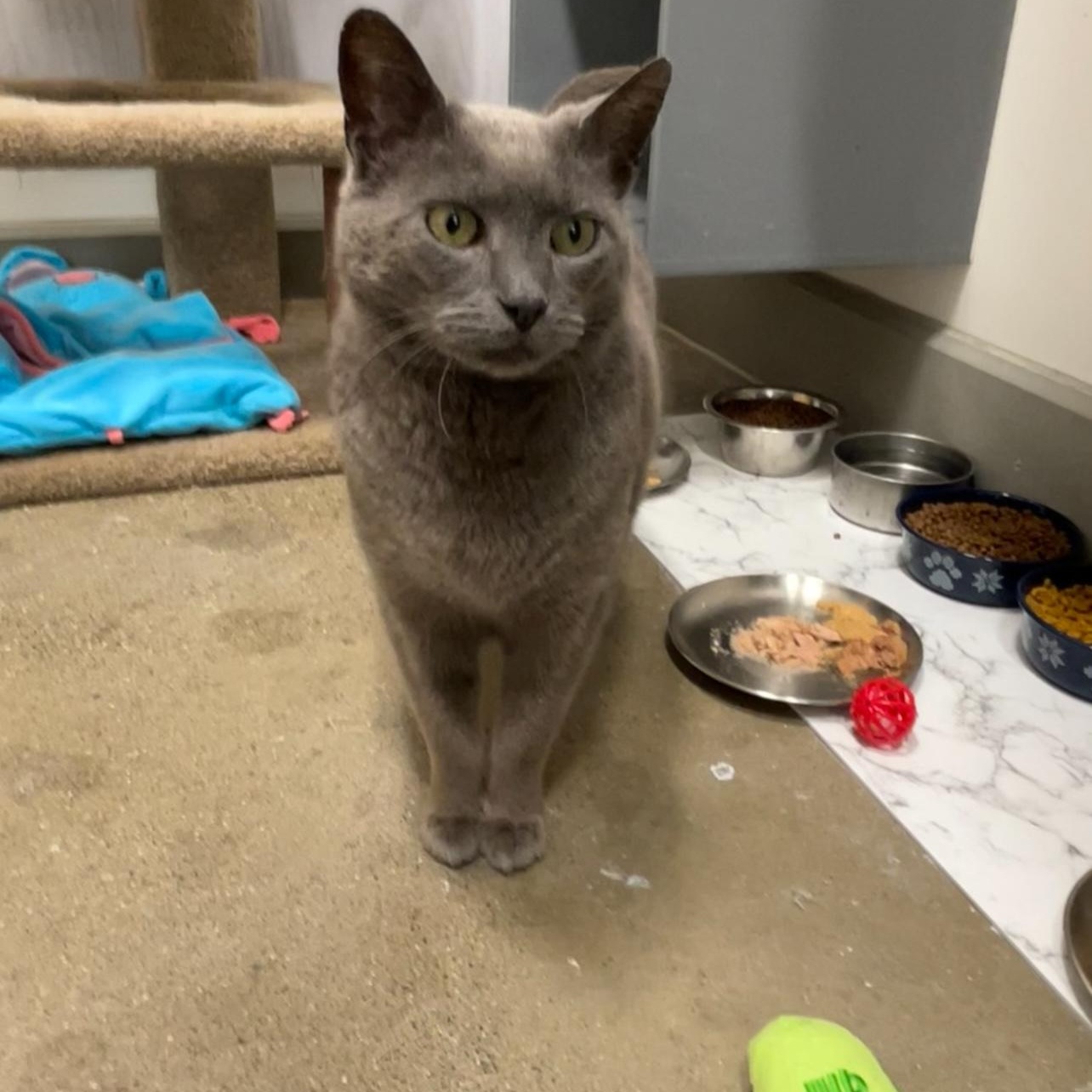 Enlarge Quinn , a ADOPTABLE Domestic Short Hair in Columbus , OH image 2/4