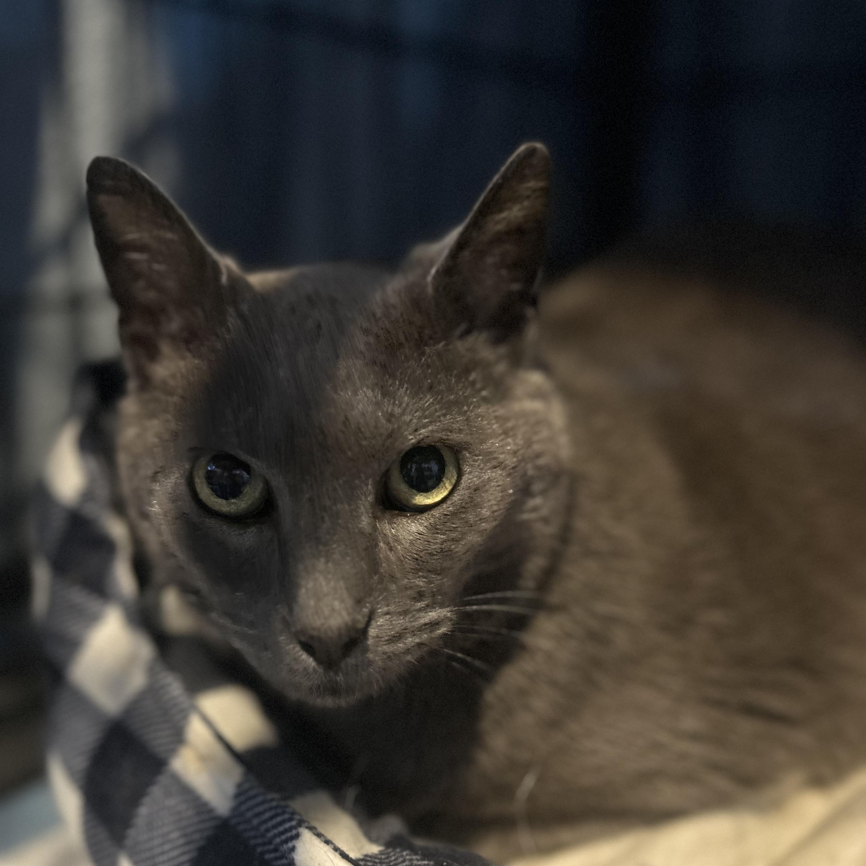Enlarge Quinn , a ADOPTABLE Domestic Short Hair in Columbus , OH image 1/4