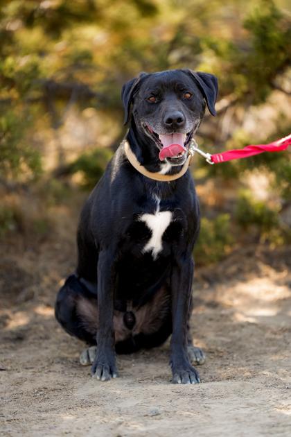 Enlarge Loki, a ADOPTABLE mixed breed in Redmond, OR image 1/1