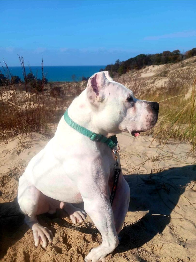 Ryder, Adoptable, Adult Male Dogo Argentino.