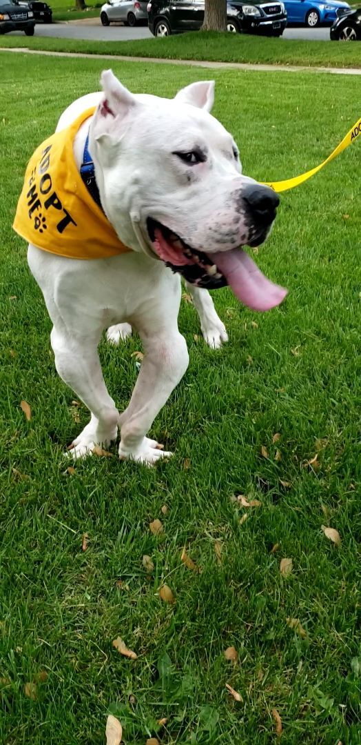Ryder, a Adoptable Dogo Argentino in Crown Point, IN image 2/10