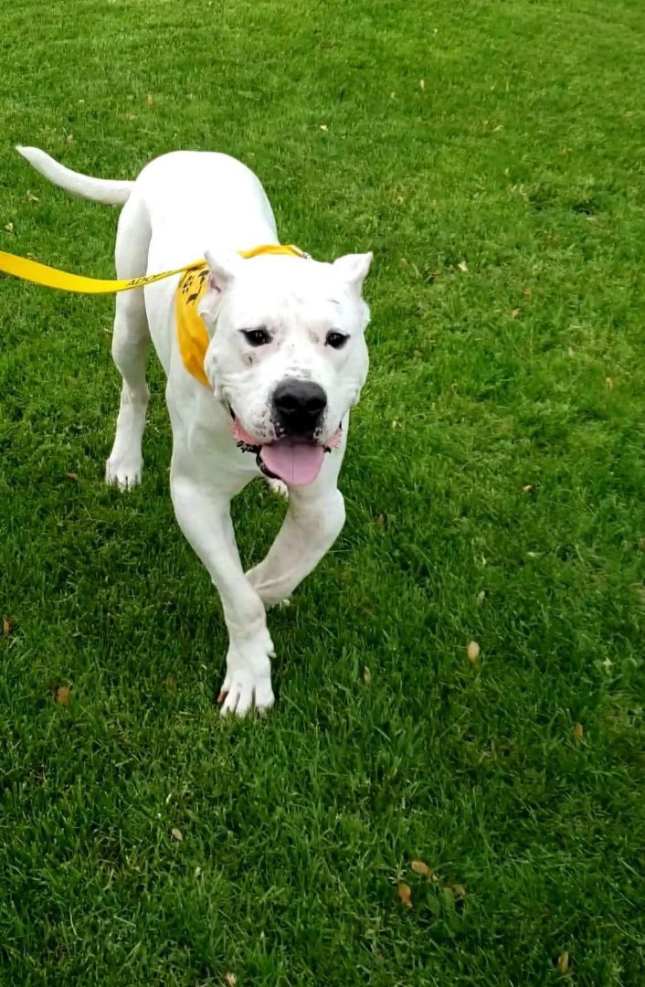 Ryder, a Adoptable Dogo Argentino in Crown Point, IN image 3/10