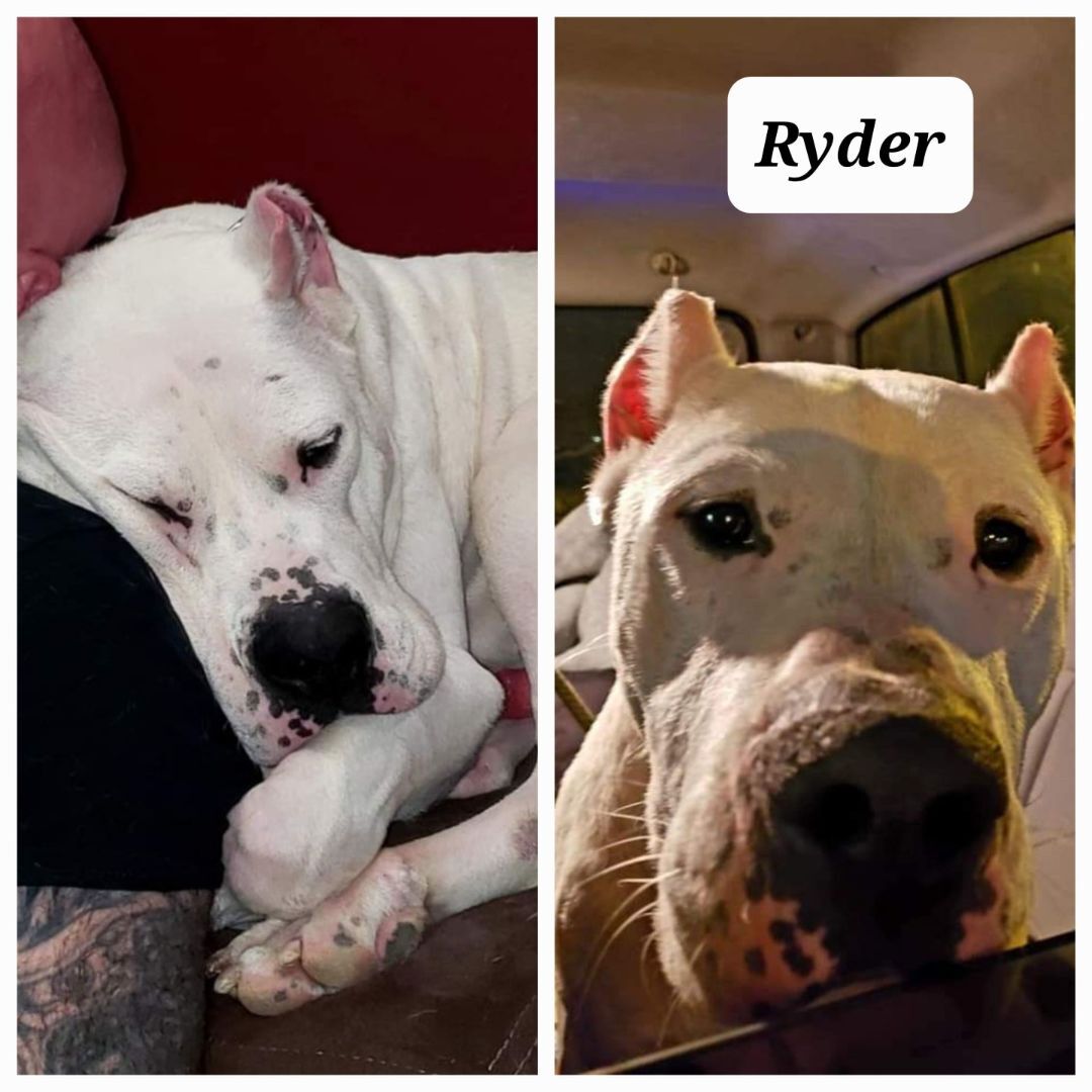 Ryder 3