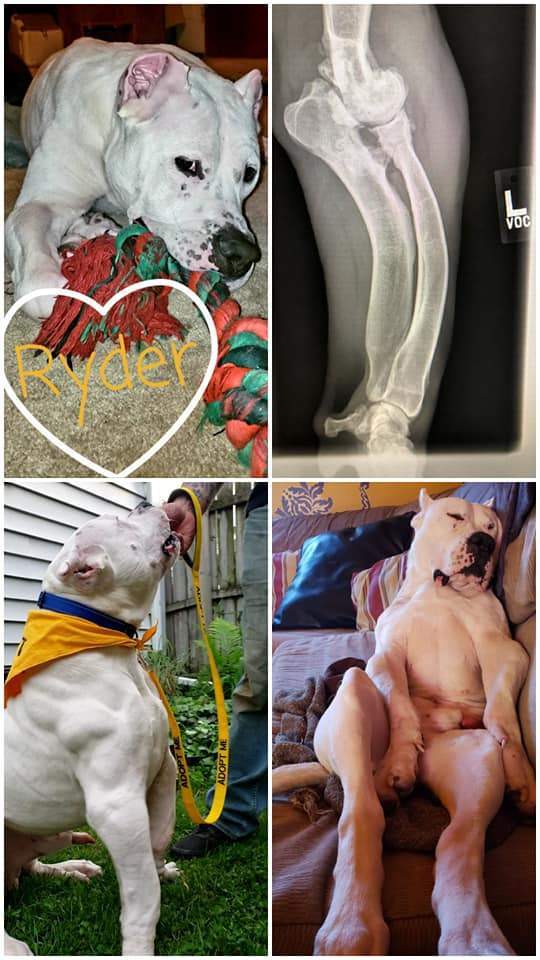 Ryder, a Adoptable Dogo Argentino in Crown Point, IN image 5/10