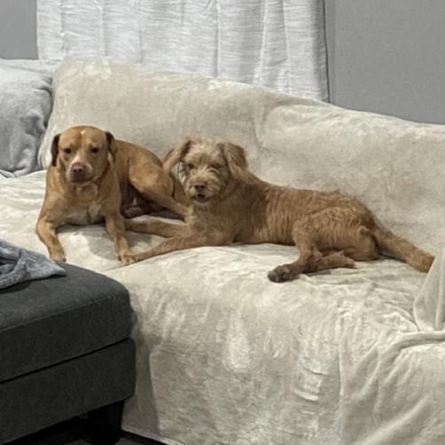 Enlarge Tanner and Wilson - The Inseparable Brothers, a Adoptable mixed breed in Salem, OR image 5/6