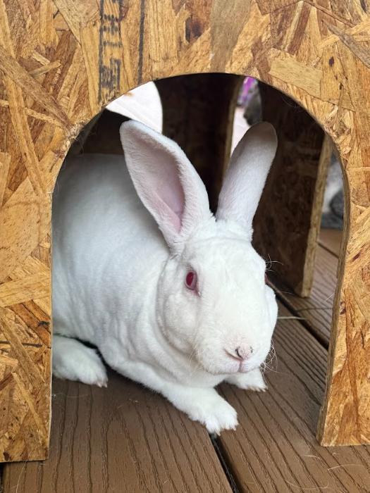 Enlarge Nigel (bonded to Link), an adopted Rex in Columbia, MD image 3/3