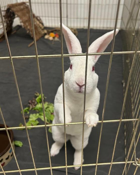 Enlarge Nigel (bonded to Link), an adopted Rex in Columbia, MD image 2/3