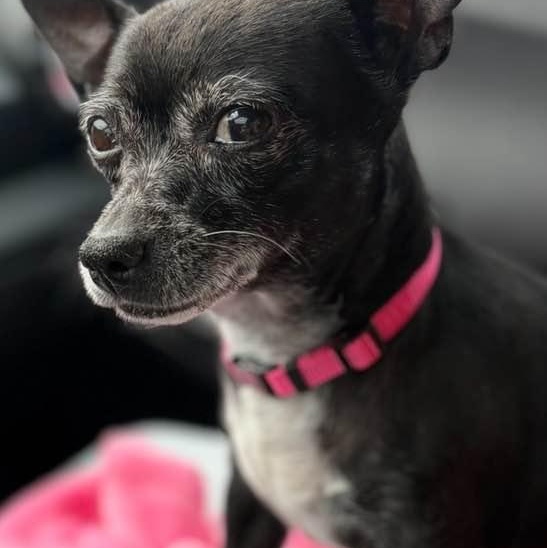 Ellie, a Adoptable Chihuahua in Las Vegas, NV image 5/6