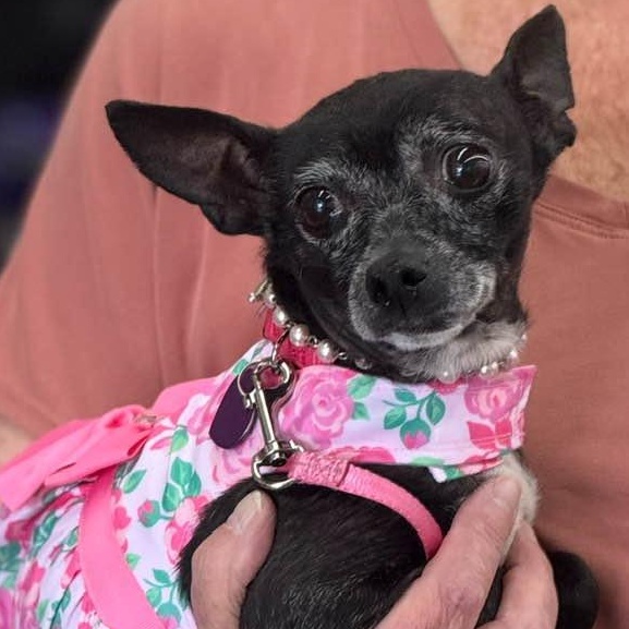 Ellie, a Adoptable Chihuahua in Las Vegas, NV image 3/6