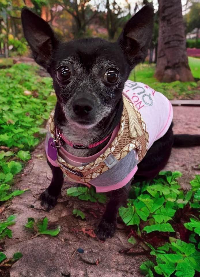 Ellie, a Adoptable Chihuahua in Las Vegas, NV image 4/6