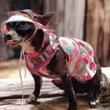 Ellie, a Adoptable Chihuahua in Las Vegas, NV image 2/6