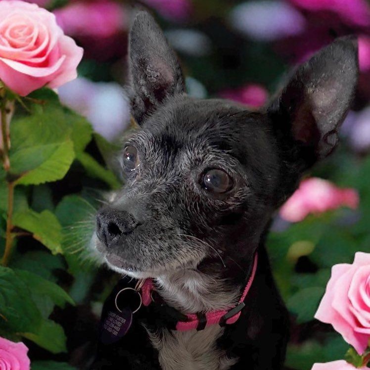 Ellie, a Adoptable Chihuahua in Las Vegas, NV image 6/6