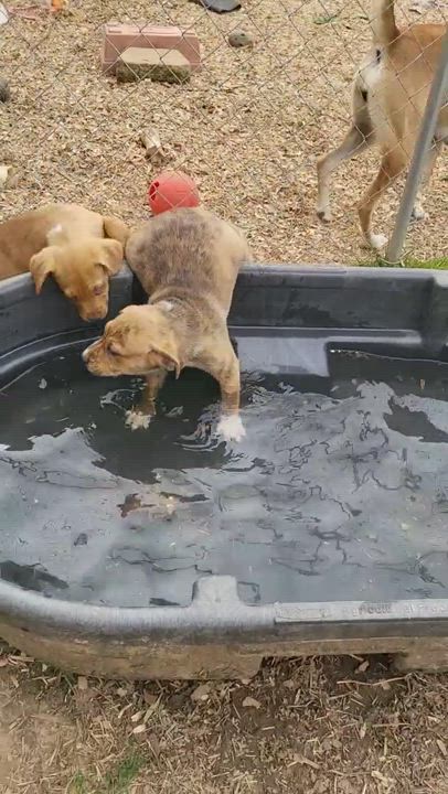 Enlarge Bubba Dog, a Adopted mixed breed in Toney, AL video 4/7