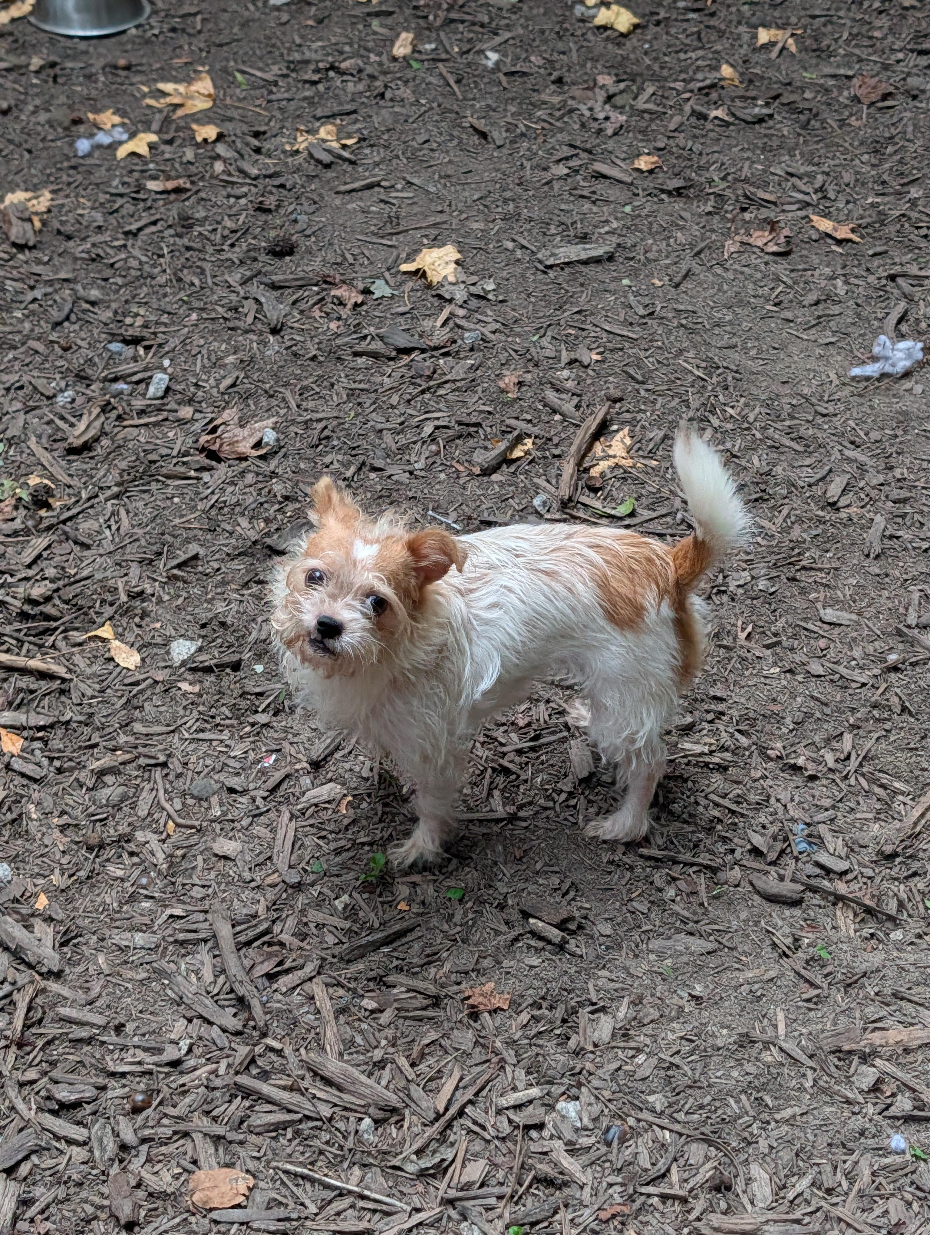 Enlarge Peanut, a Adoptable mixed breed in Richmond, VA image 3/3