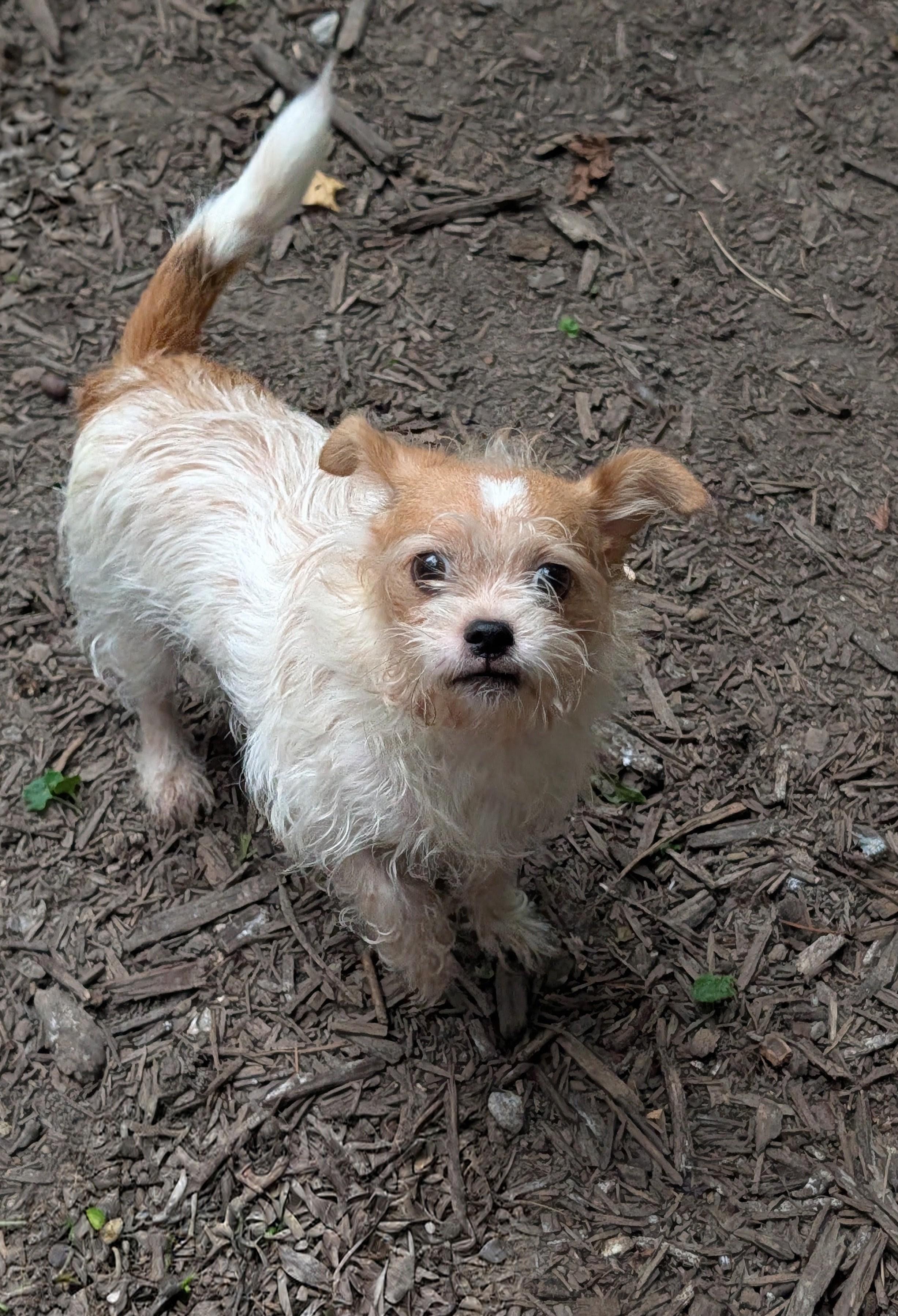 Enlarge Peanut, a Adoptable mixed breed in Richmond, VA image 2/3