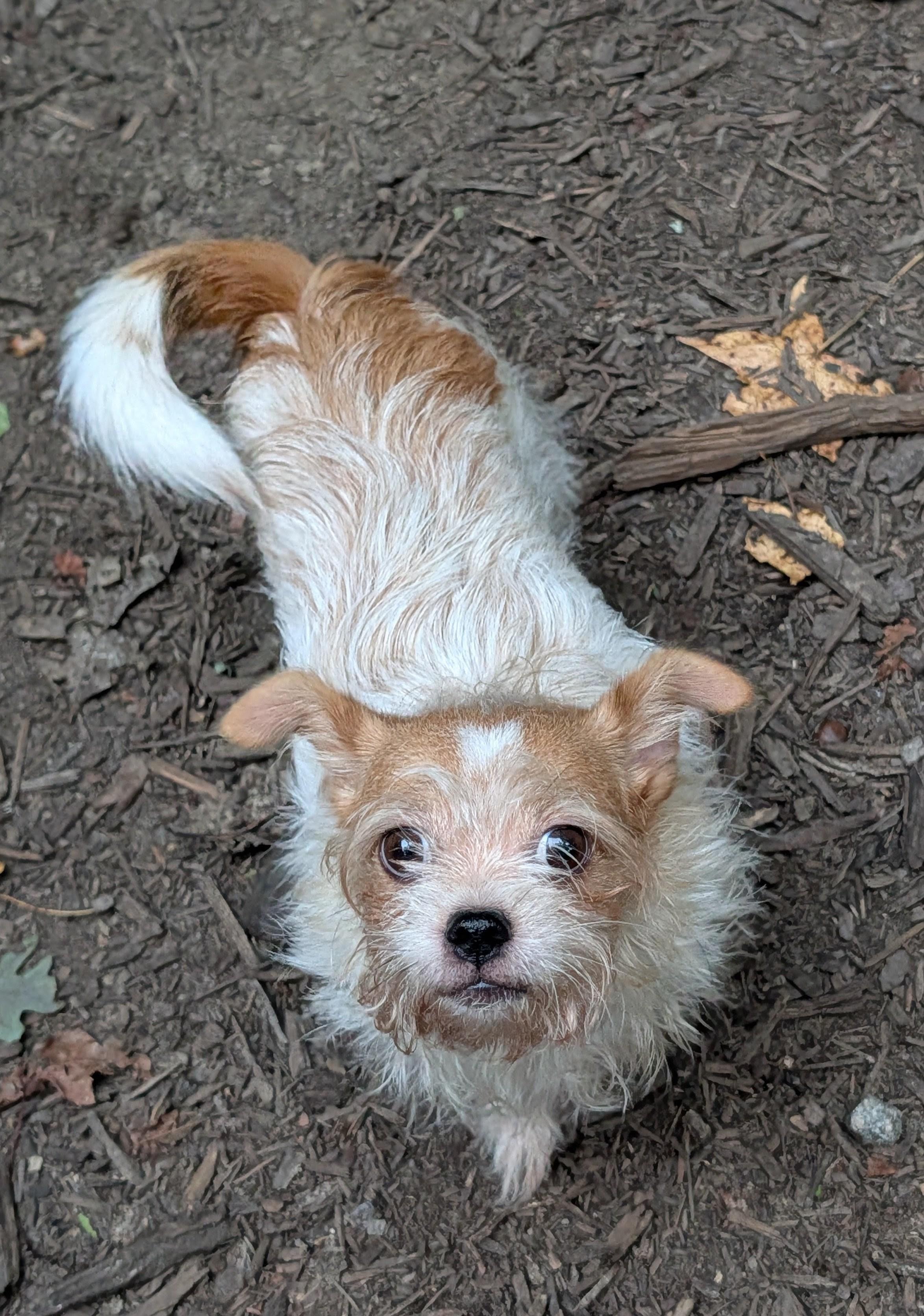 Peanut, Adoptable, Young Female Boston Terrier & Shih Tzu.
