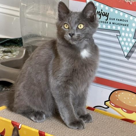 Enlarge Vassili, an adopted mixed breed in Seymour, TN image 3/6