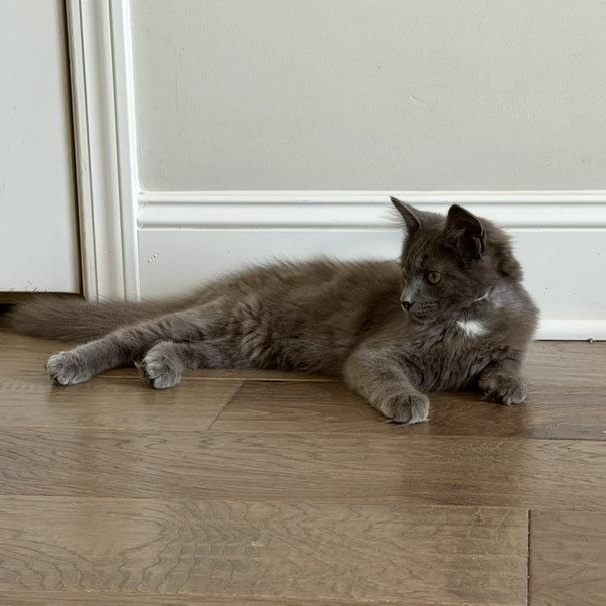 Vassili, adopted, Kitten Male Domestic Long Hair & Russian Blue.