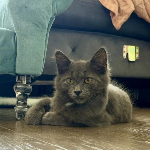 Enlarge Vassili, an adopted mixed breed in Seymour, TN image 2/6