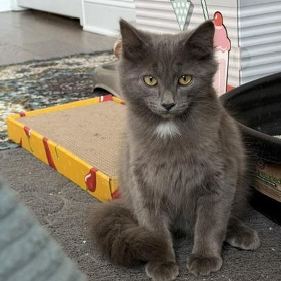 Enlarge Vassili, an adopted mixed breed in Seymour, TN image 4/6
