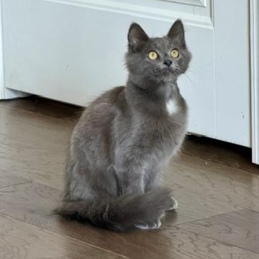 Enlarge Vassili, an adopted mixed breed in Seymour, TN image 6/6