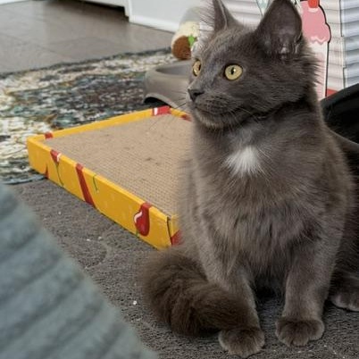 Enlarge Vassili, an adopted mixed breed in Seymour, TN image 5/6