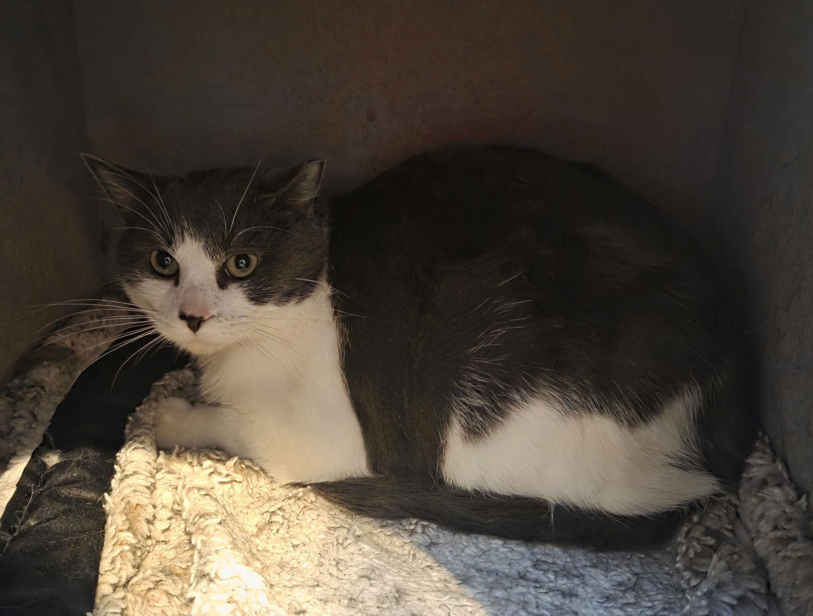 Enlarge Jerome, a Adoptable Domestic Short Hair in Forest Lake, MN image 1/1