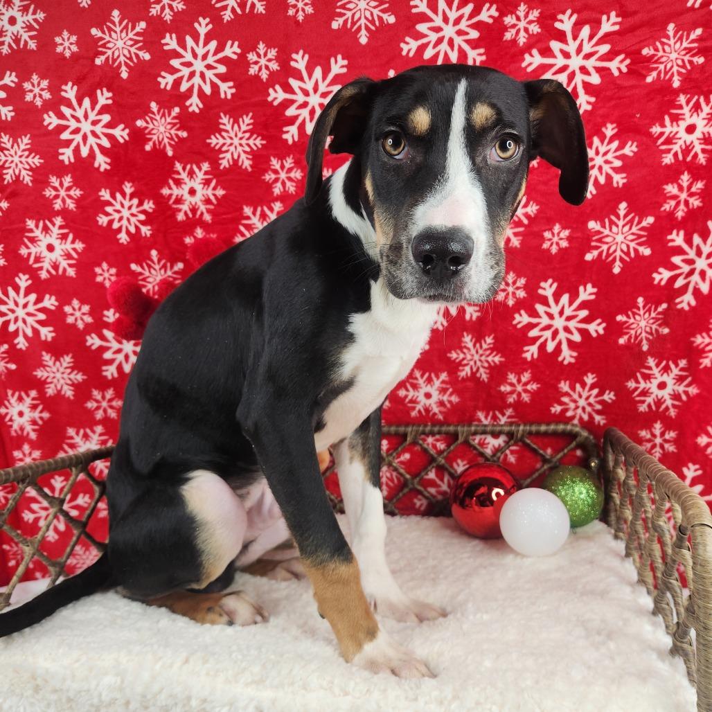 Enlarge Billy, a Adoptable Terrier in Fort Wayne, IN image 1/2