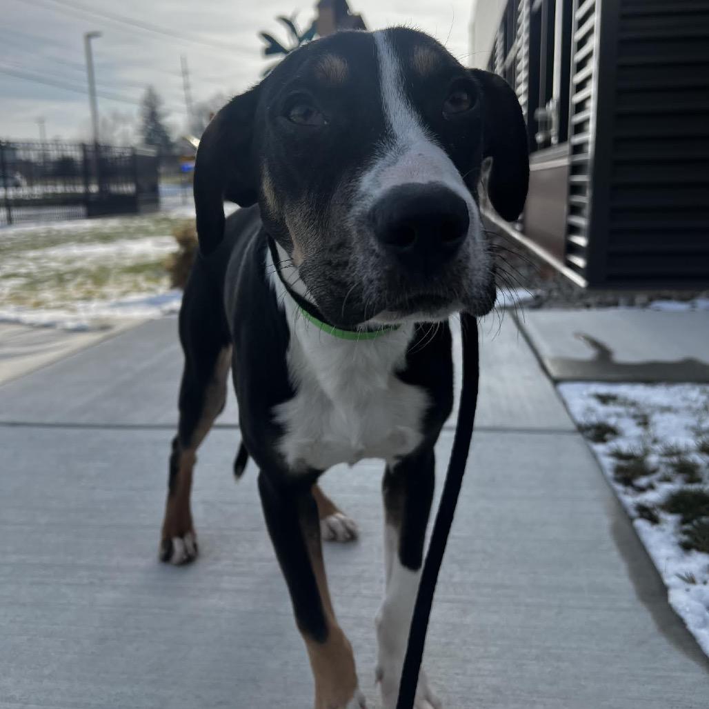 Enlarge Billy, a Adoptable Terrier in Fort Wayne, IN image 2/2
