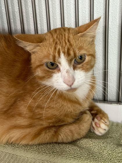 Twilight, Adoptable, Adult Female Domestic Short Hair & Domestic Short Hair.