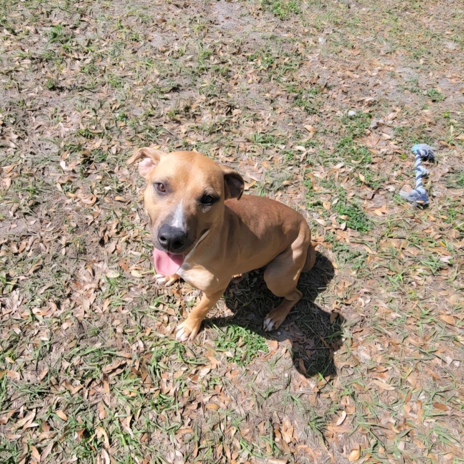 Ducky, Adoptable, Adult Female Mixed Breed.