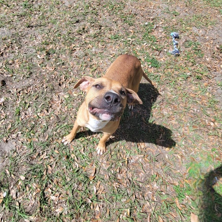 Enlarge Ducky, a Adoptable Mixed Breed in Lake Panasoffkee, FL image 2/5
