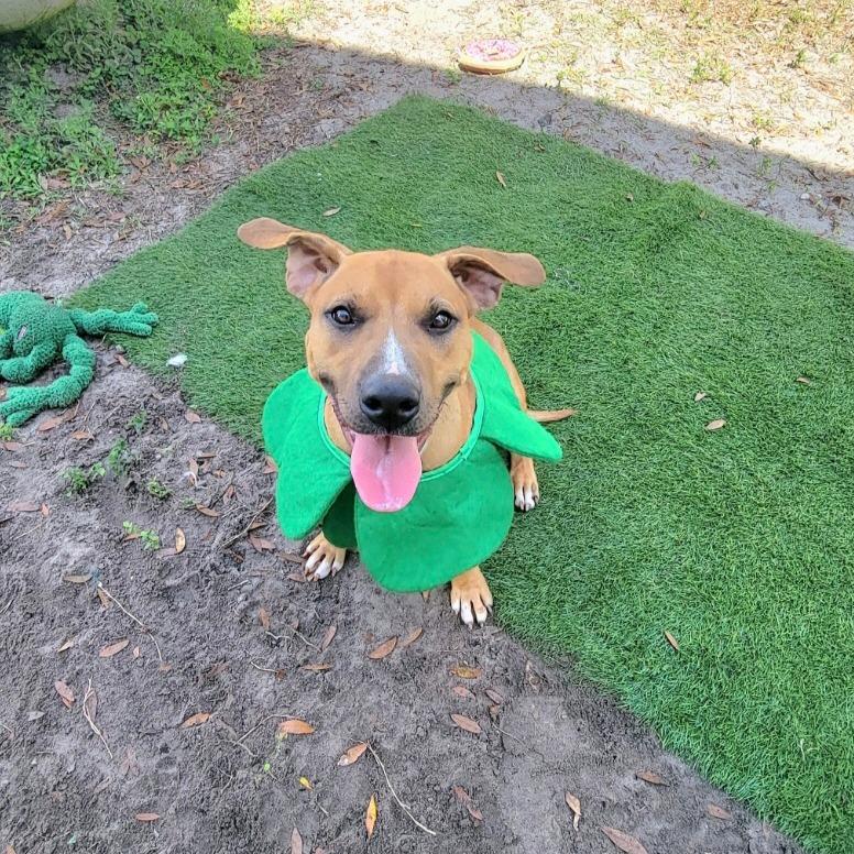 Enlarge Ducky, a Adoptable Mixed Breed in Lake Panasoffkee, FL image 3/5
