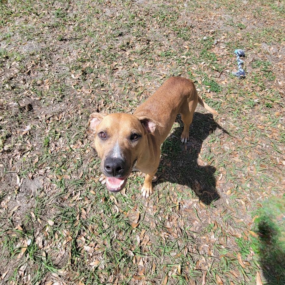 Enlarge Ducky, a Adoptable Mixed Breed in Lake Panasoffkee, FL image 4/5