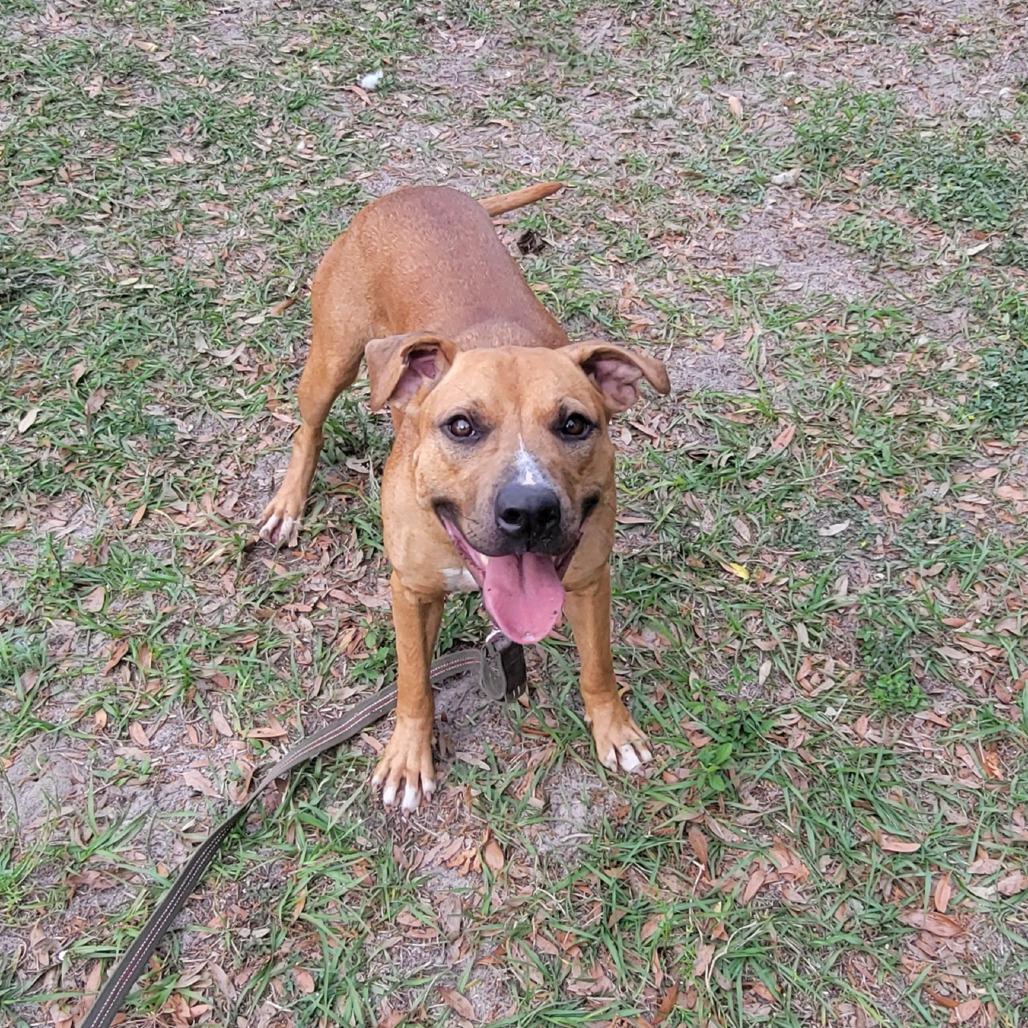Enlarge Ducky, a Adoptable Mixed Breed in Lake Panasoffkee, FL image 5/5