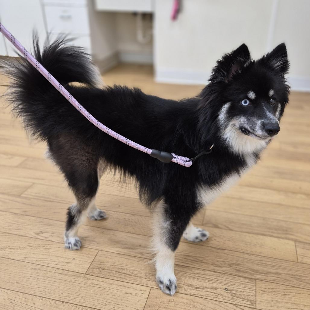 Joanie, Adoptable, Young Female Pomeranian & Siberian Husky.
